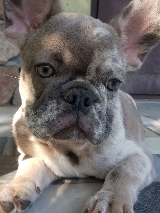 Цуценя французького бульдога