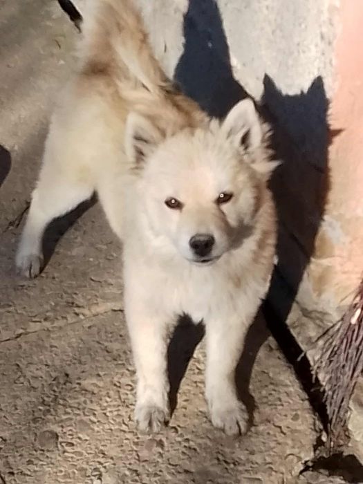 szczeniak szpic niemiecki średni