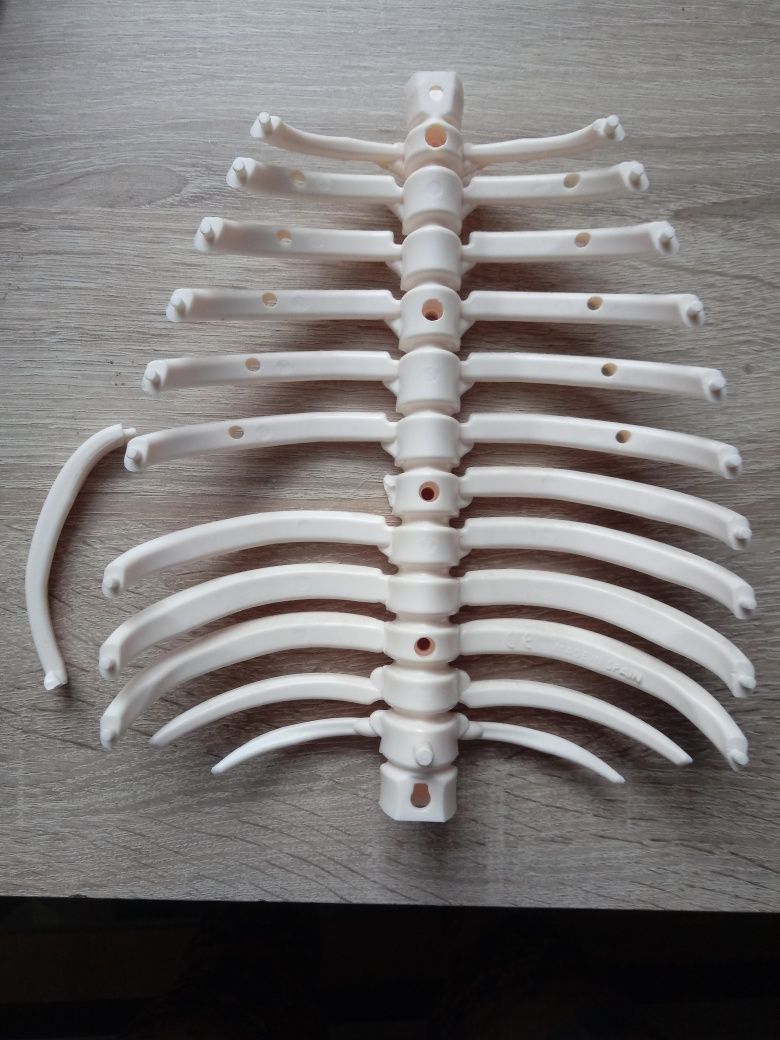 Żebra kostek szkielet ciało człowieka Tajemnice ludzkiego ciała