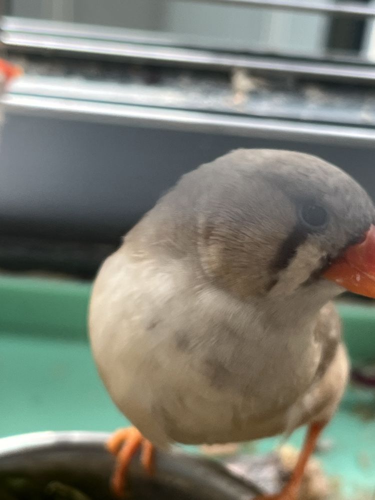 Sprzedam Zeberki Australijskie z chodowli domowej