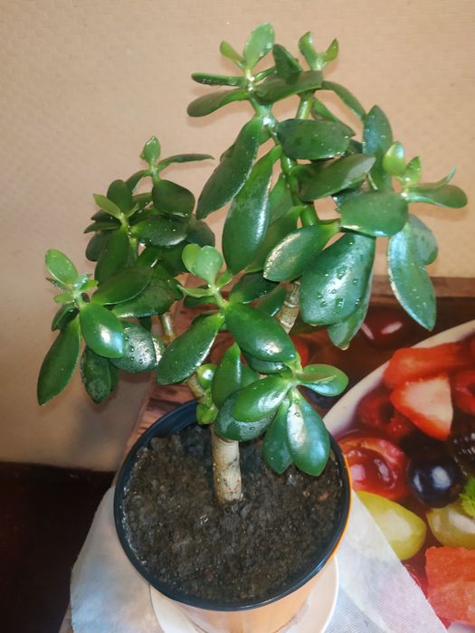 комнат. растен. "Денежное дерево" разных размеров, с горшком -4 года