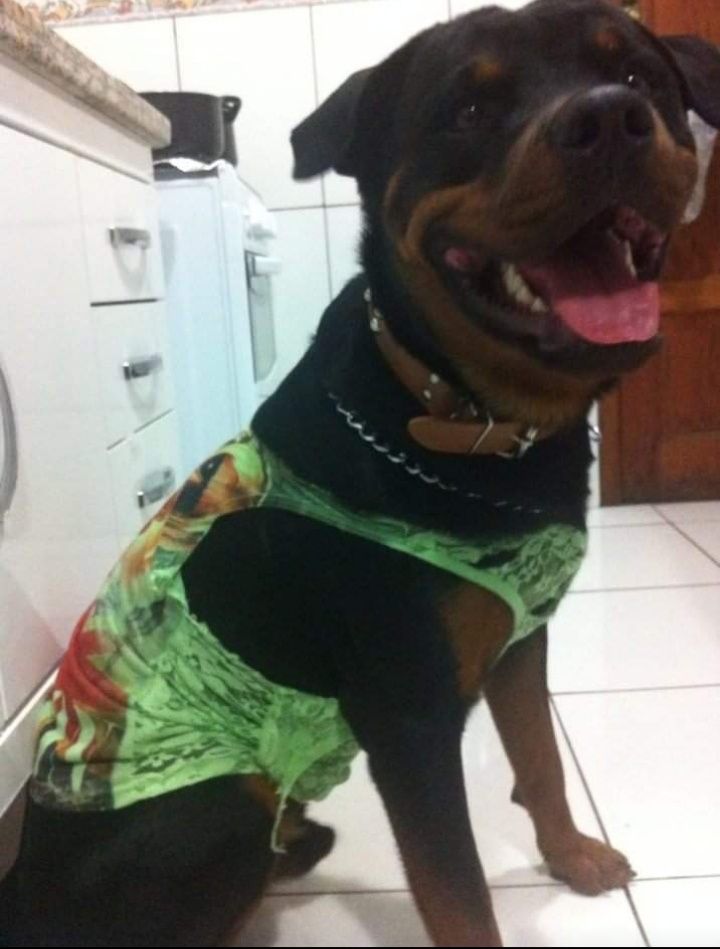 Rottweiler 10 aninhos com muita saúde