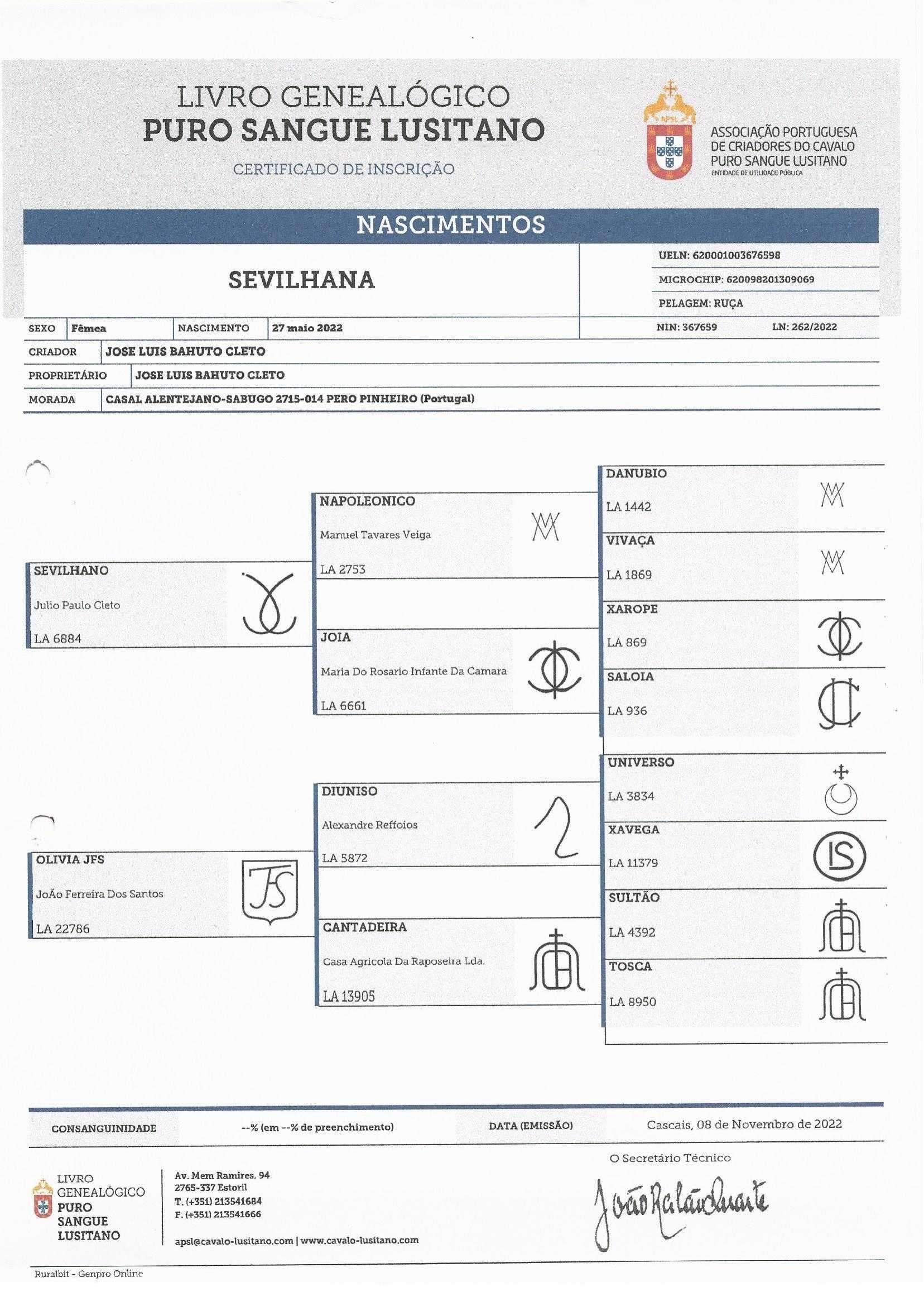 Poldra Lusitana Pura