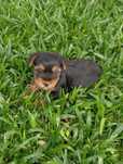Fêmea Yorkshire Terrier
