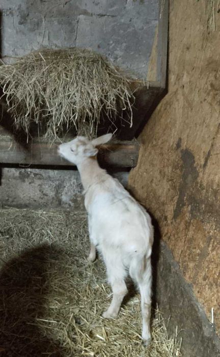 Sprzedam kozy dwie sztuki