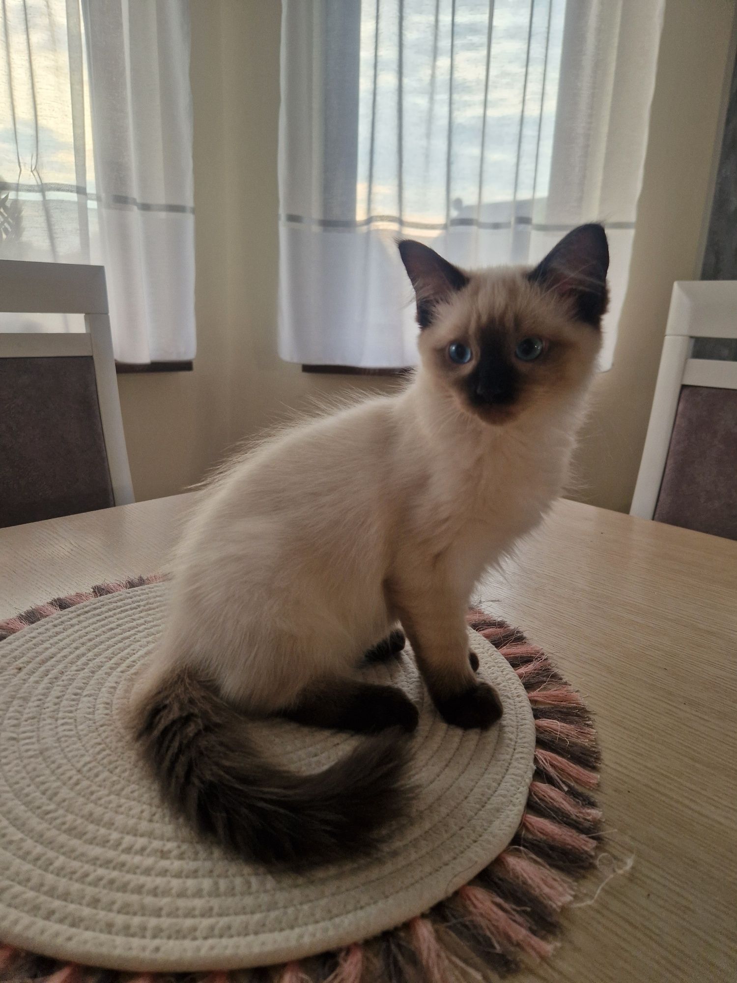 Kocurek kotki Ragdoll rodowód FPL