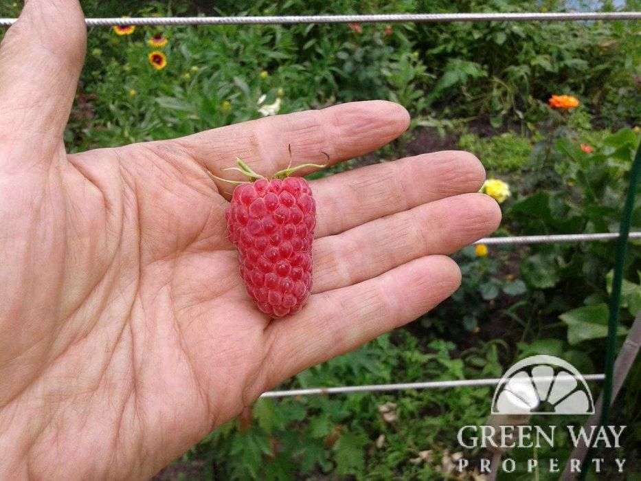 Продаж Терміново будинок с.Красне 160м2 25соток