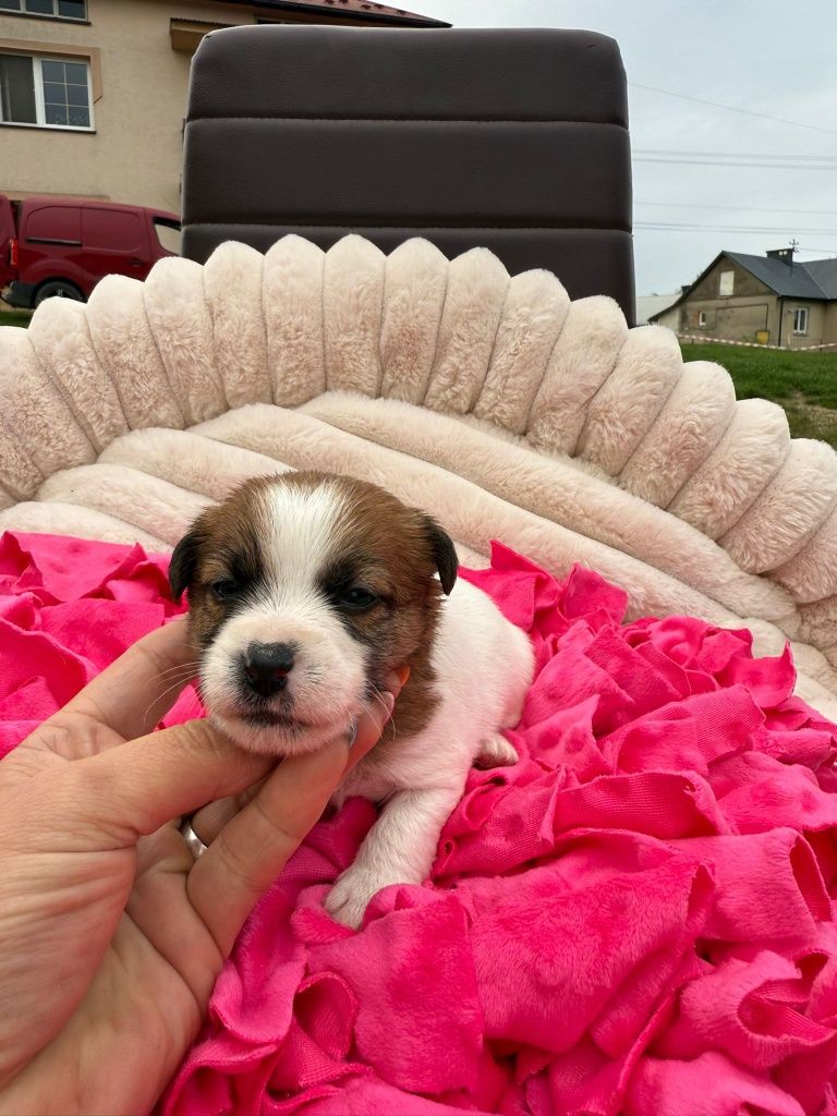 Jack Russell Terrier ZKwP FCI