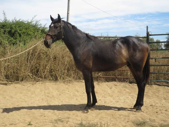 Poldro lusitano castanho de 3 anos