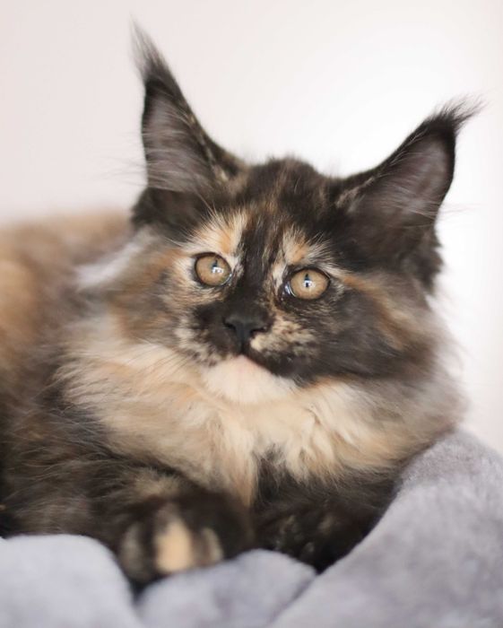 Maine coon fêmea - com LOP