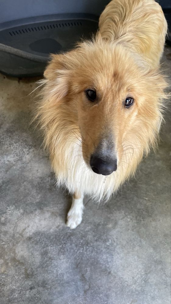Rough Collie para adocao