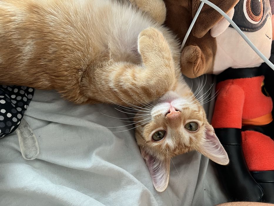 Gato laranja adoção