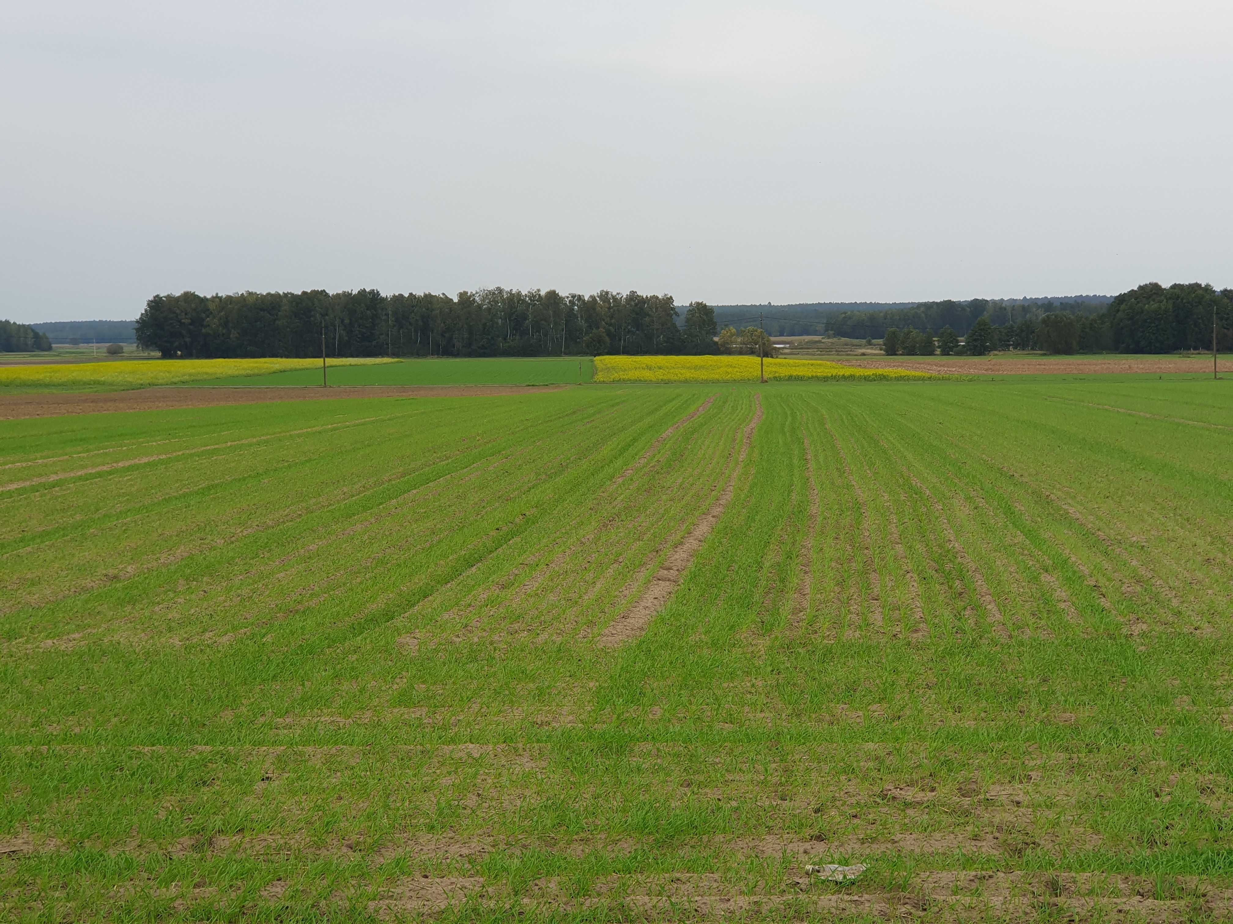 Działka budowlana Zborowskie 900m2
