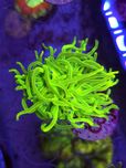 Euphyllia Glabrescens OG Holy Grail – WYSIWYG #43 koralowce Kraków