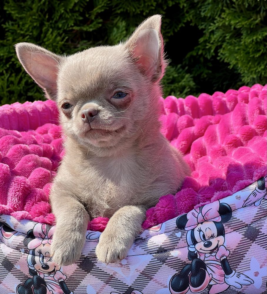 Gotowy do odbioru-Chihuahua cudowny liliowy chłopczyk