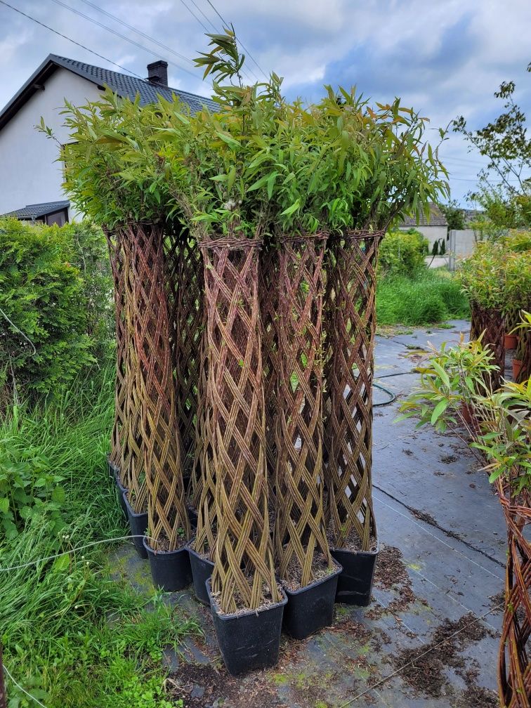Wierzba pleciona American salix! 110cm!