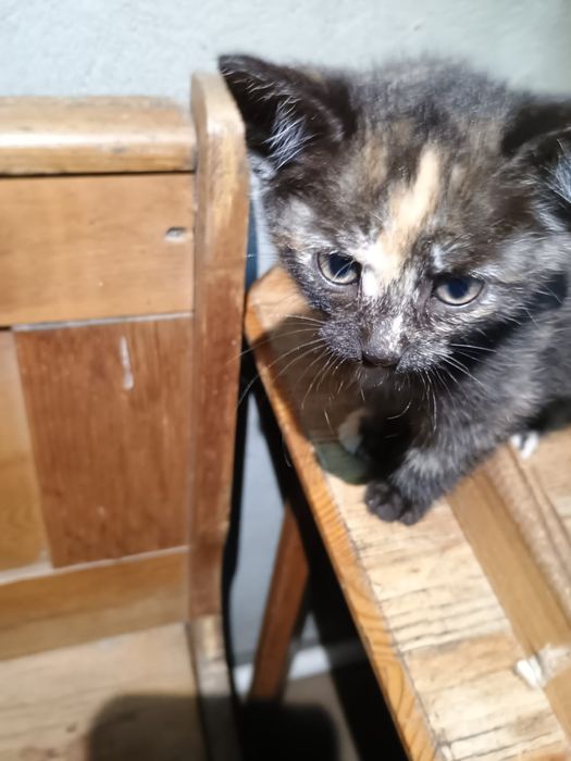 Oddam koty 3 miesięczne