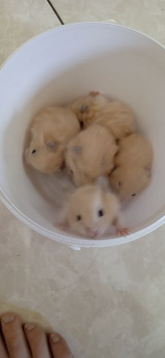Хом'як ангорський королівський