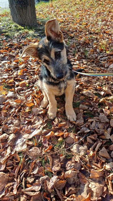 Szczeniak: Śliczny terierkowy Witko szuka domu na zawsze!