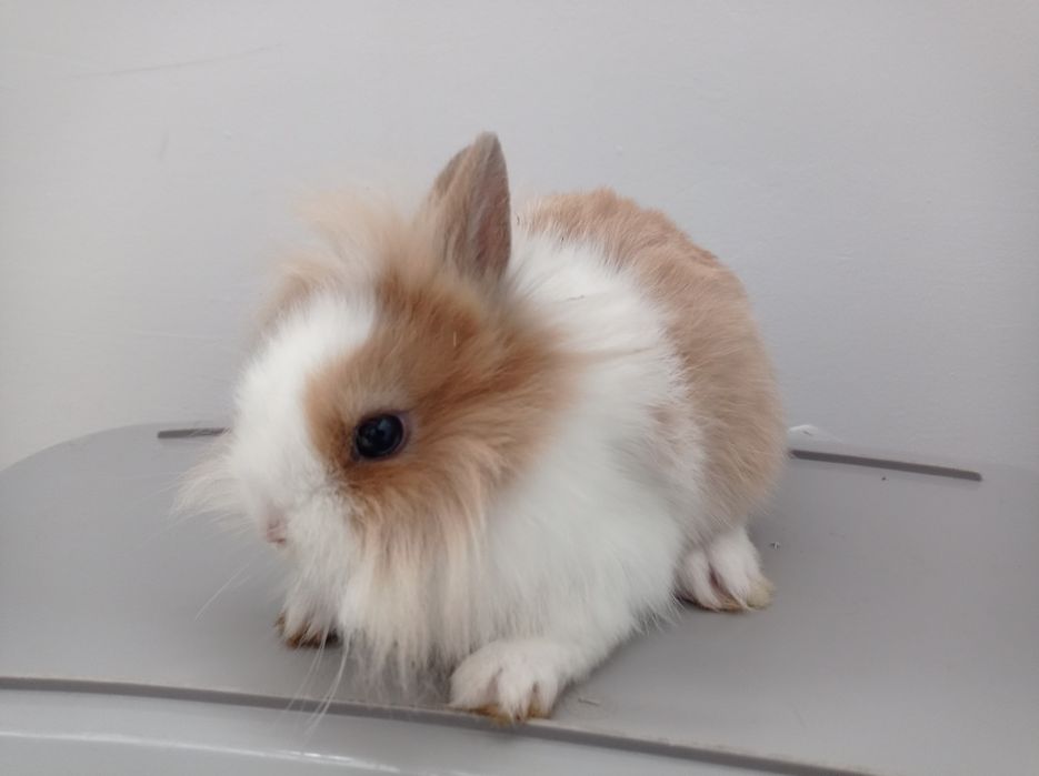 Króliki miniaturki karzełki Teddy