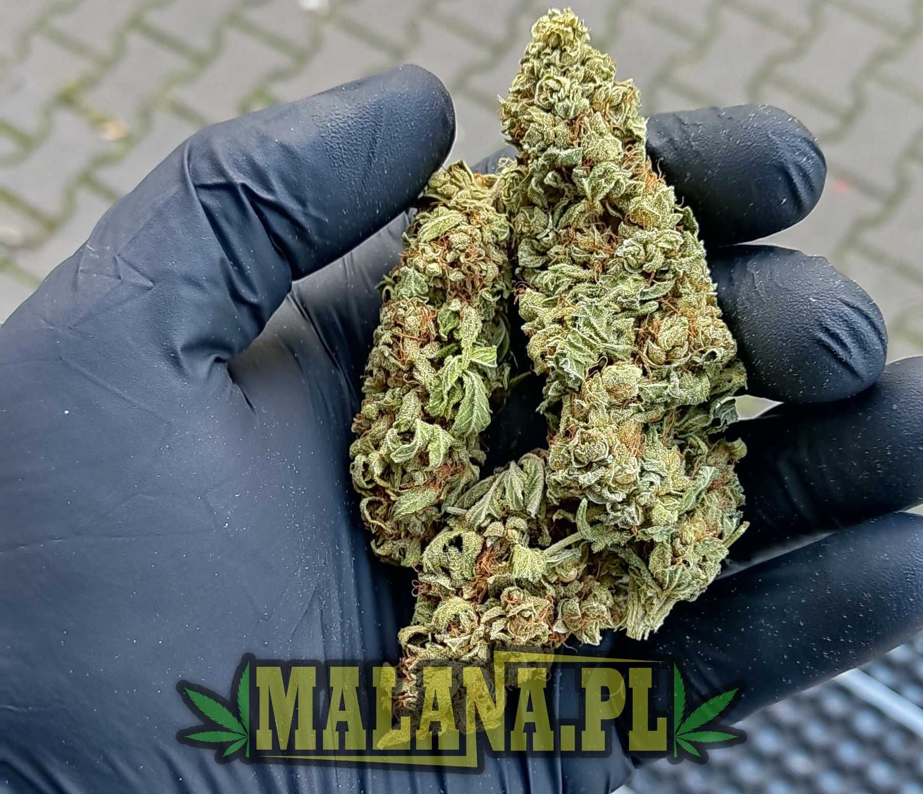 Jasny Lekki Świeży Susz CBD White Widow 250g || MALANA.PL CBD