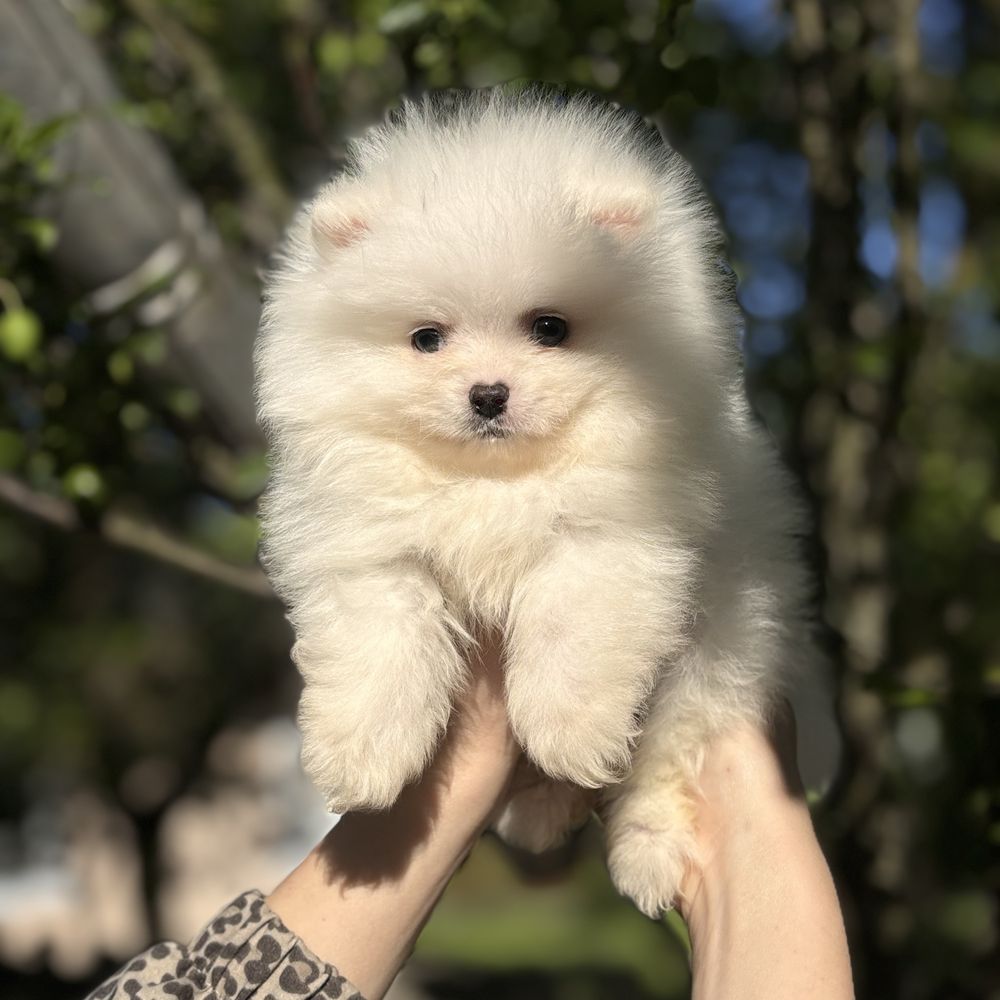 Хлопчик шпіцуля
