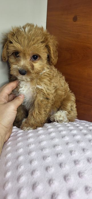 Maltipoo suczka f1