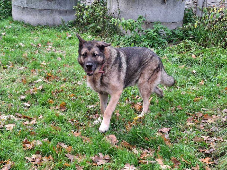 AMOS w typie owczarka niemieckiego    czeka na dom