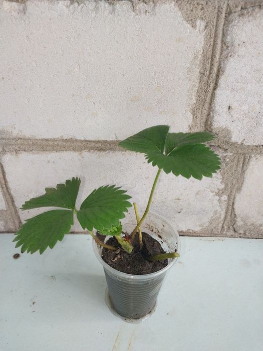 Саженцы клубники/ ремонтантная