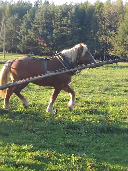 Koń zimnokrwisty 2 lata