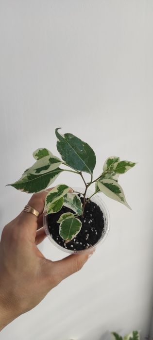 Фікус бенжаміна Twilight, Moclame, традесканція, калізія