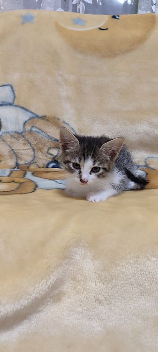 Віддам чотирьох кошенят в добрі руки