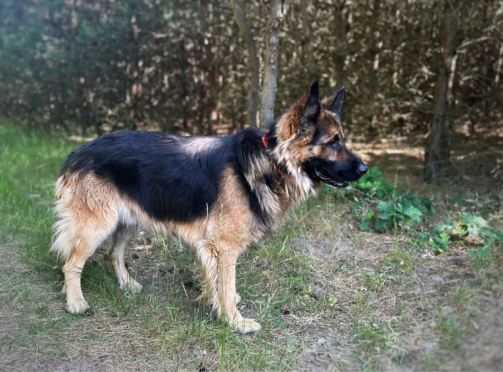 Piękny, 2 letni owczarek niemiecki Bryś do adopcji