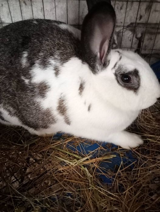 Продам кітних кролиць тиждень до окролу