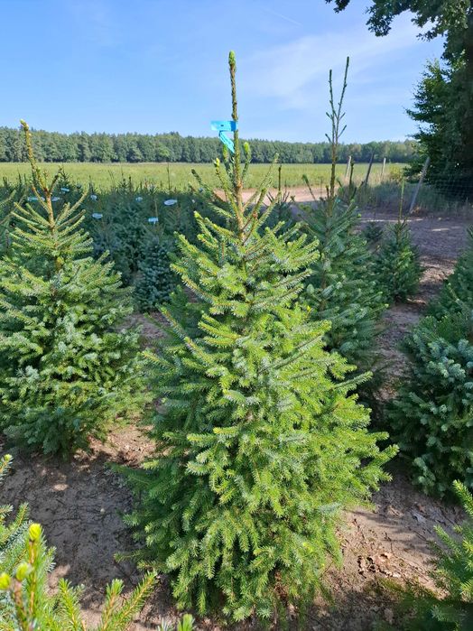 Świerk Serbski OMORIKA w donicy od 100 - 200 cm - TuChoinki.pl Jodła