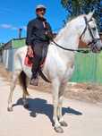 Vendo ou troco cavalo muito manso engatado