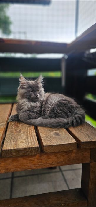 Koteczka Maine coon