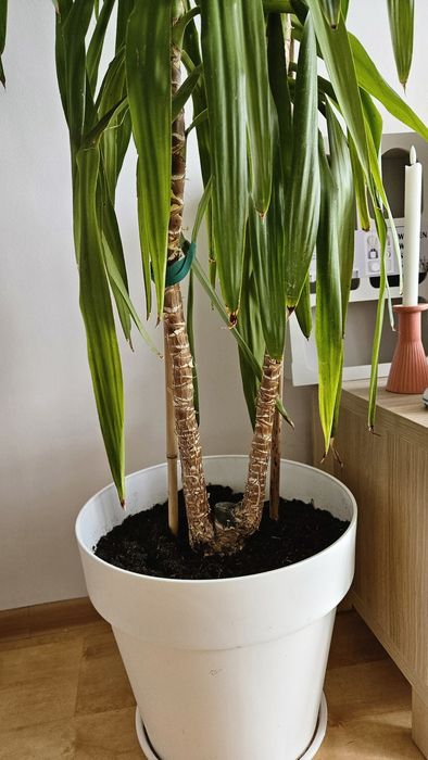 Kwiat Juka ok 2.5 metra