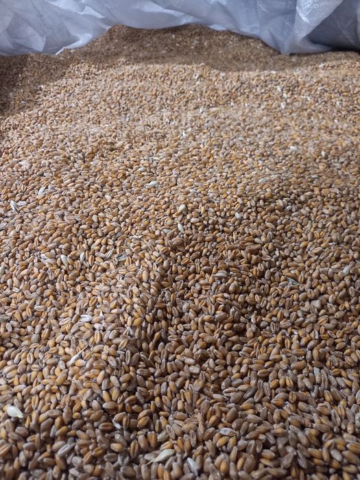 Пшениця озима 2025