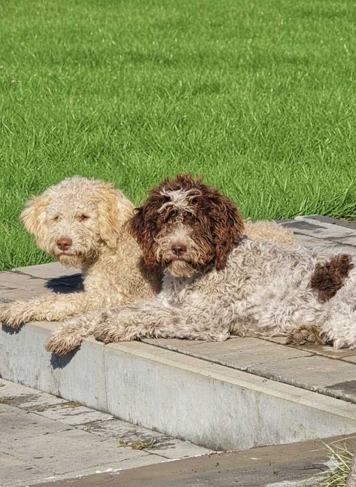 Lagotto romagnolo