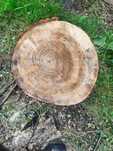 Plastry drewna Topolowego