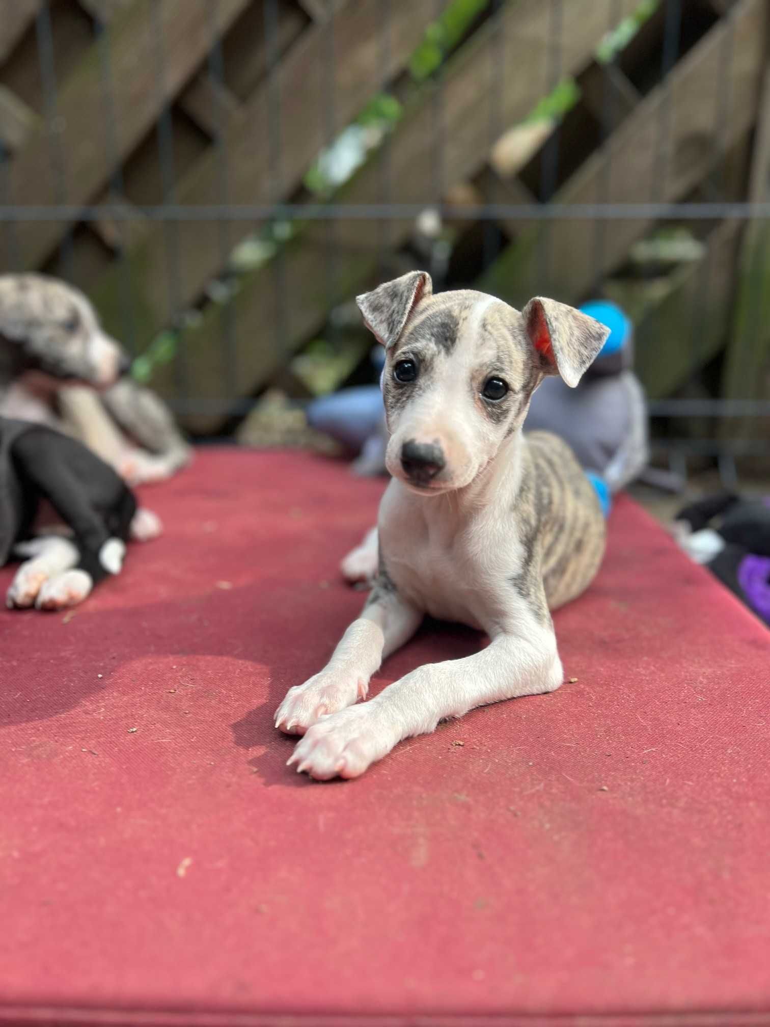 whippet chart angielski piesek hodowla FCI