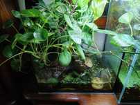 Akwarium Paludarium