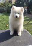 Piękna suczka Samoyed FCI