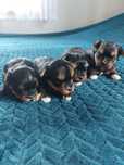 York Shire Terrier suczka