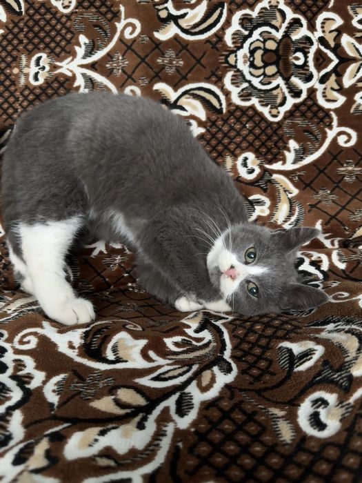 Віддамо кошенята в добрі руки