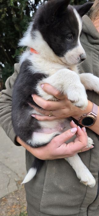 Karelski pies na niedzwiedzie