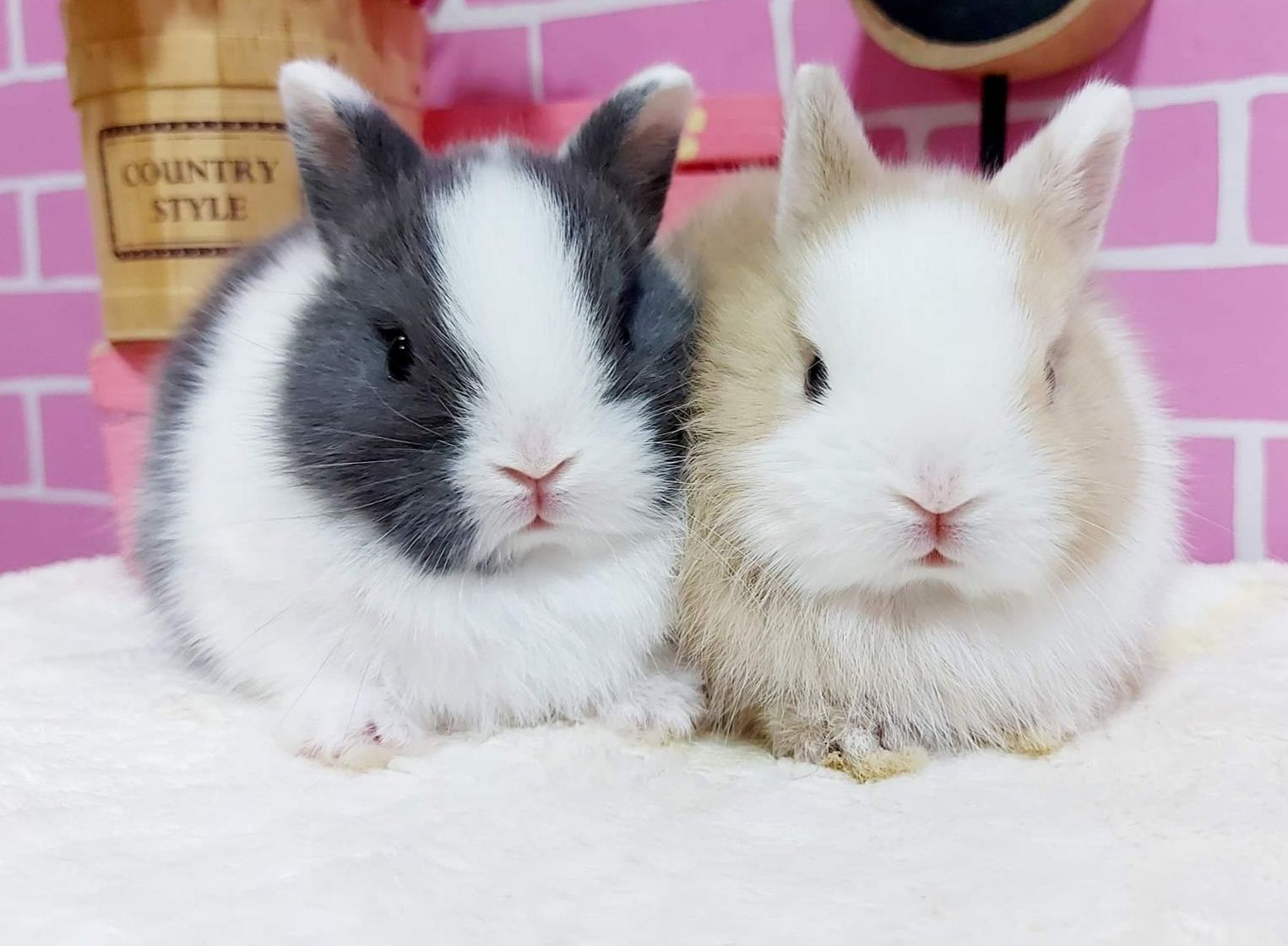 KIT Coelhos anões teddy e minitoy super meigos