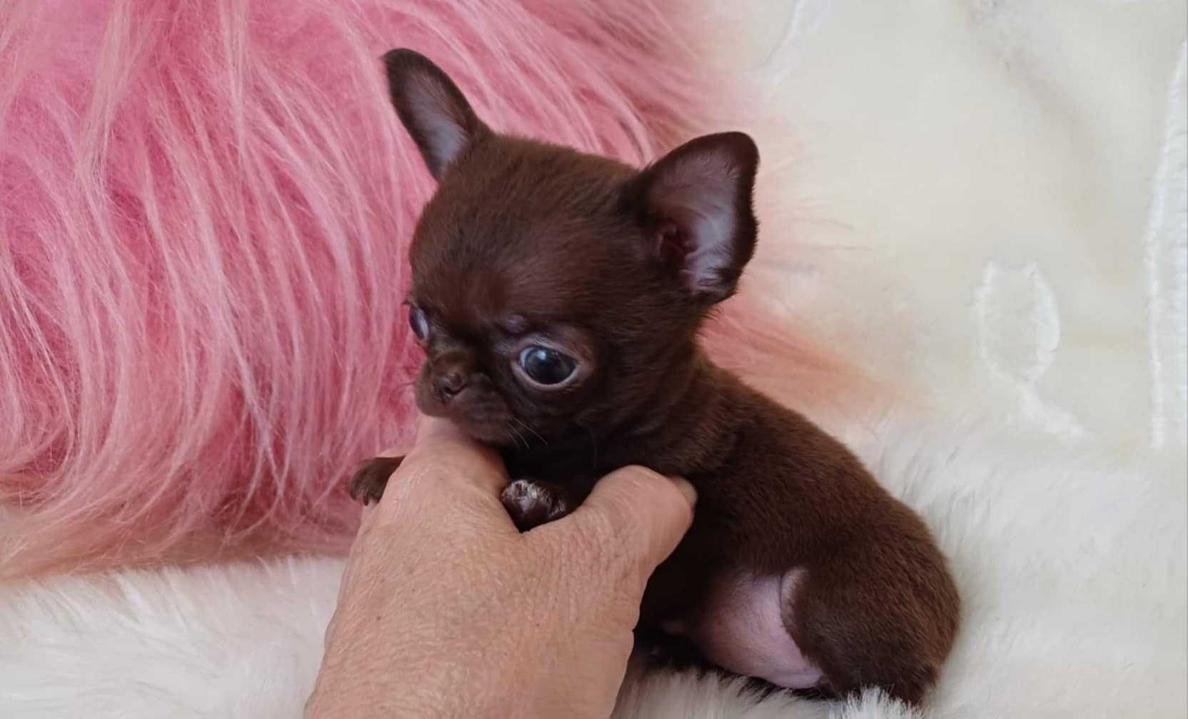 Chihuahua przepiękna trzymiesięczna mini czekoladowa dziewczynka