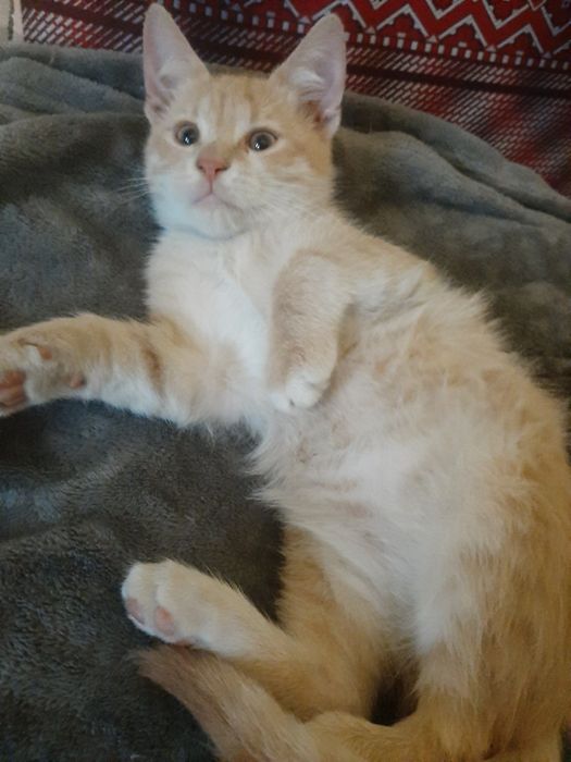 Кошенята 4 місяці.Привчені ходити на лоток.